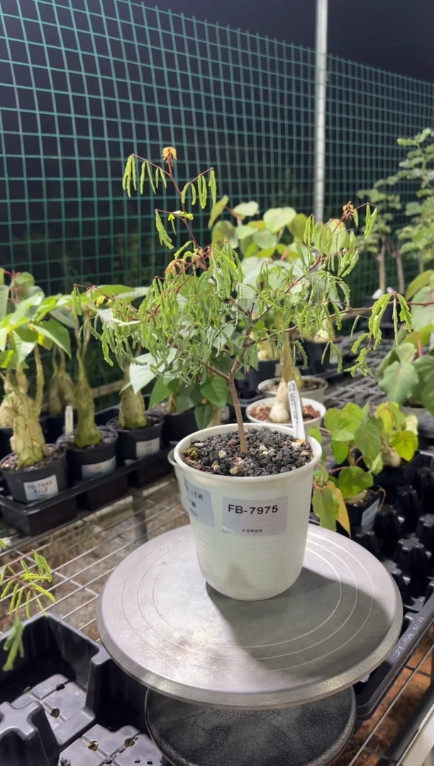 柯里拉云实树FB-7975