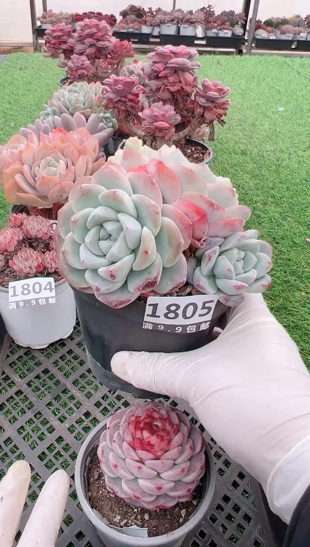 【闪购商品】信福多肉一物一拍