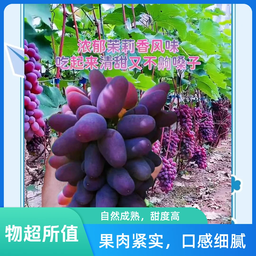 云南高原高山茉莉香葡萄云南省