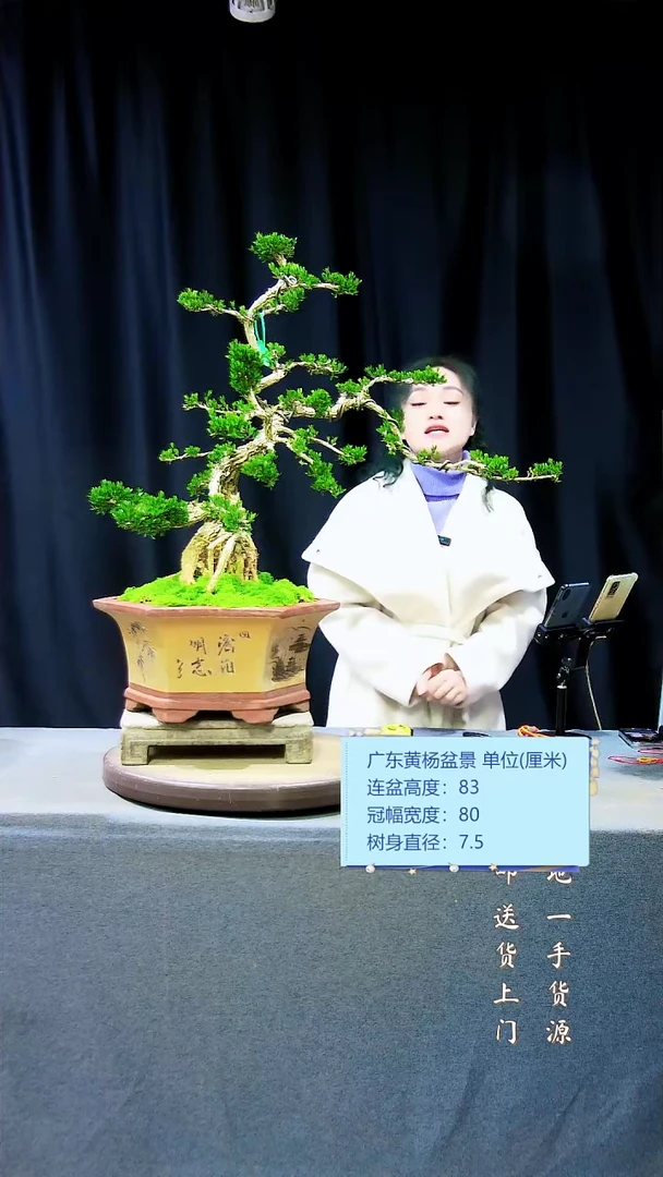 【闪购商品】雀舌黄杨盆景雀舌黄杨盆景