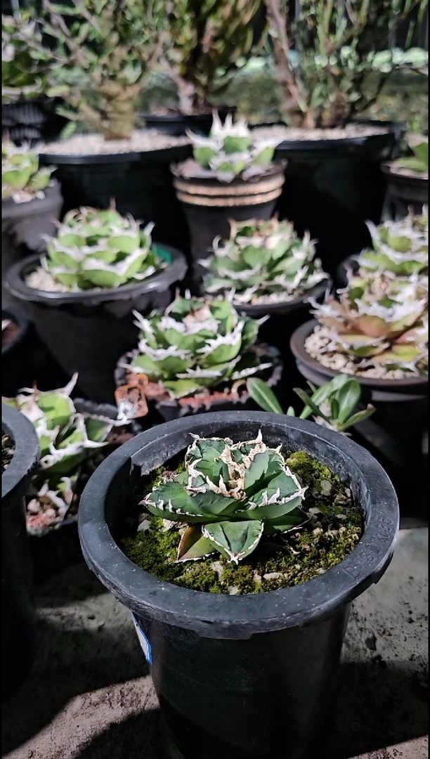 葡***时狼人 有根苗: 基因保证非组培 (直播特价/下播结束)