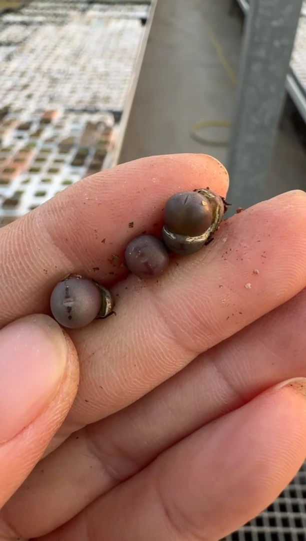 【闪购商品】3-151一颗