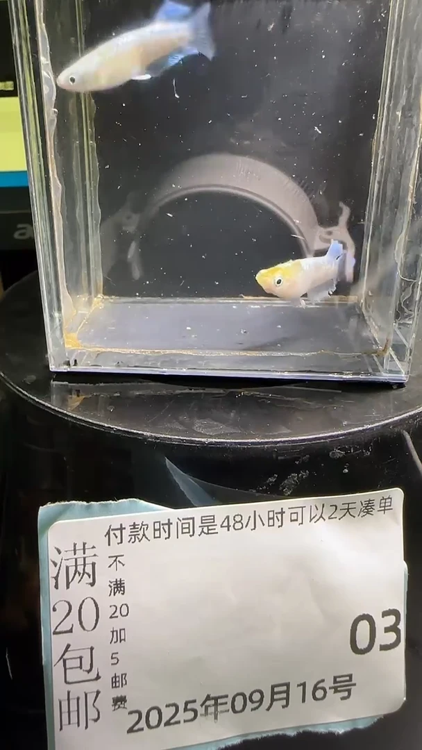 青鳉鱼观背青鳉观背青鳉03