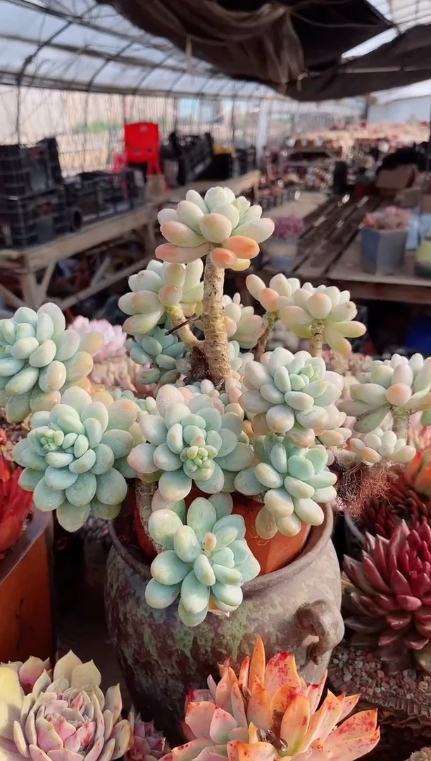 【闪购商品】23163