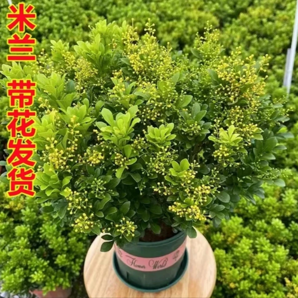 香水米兰盆栽净化空气清新好养活香水米兰室内植物香水米兰