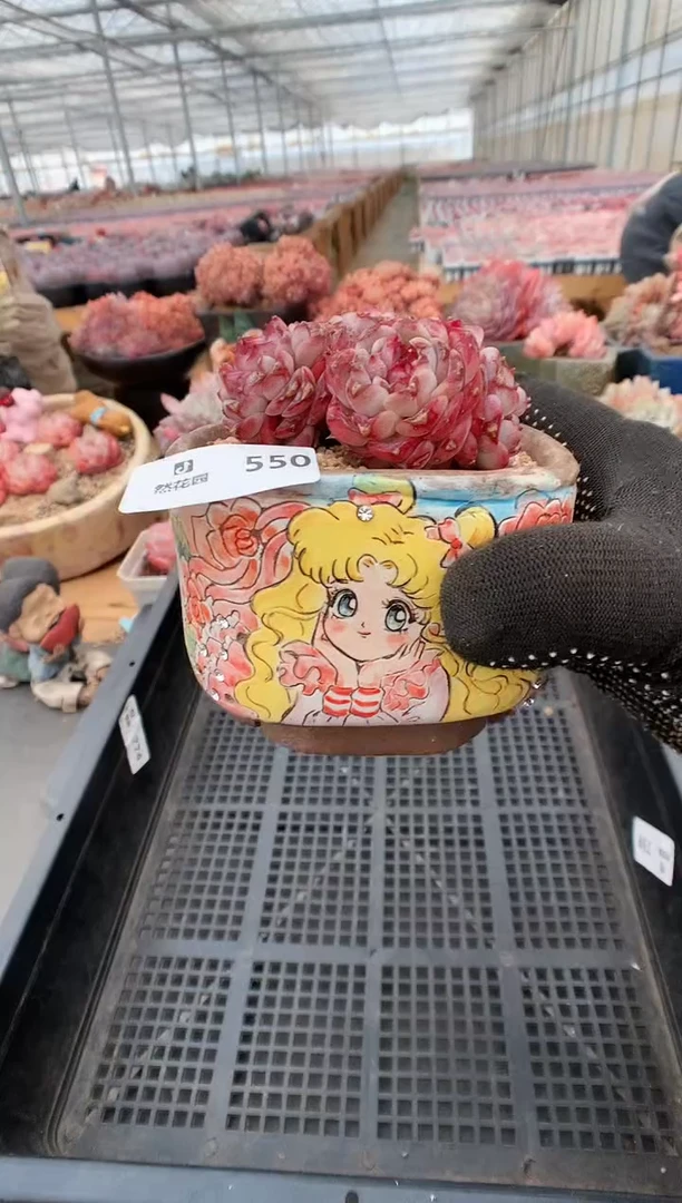 【闪购商品】550盆一物一拍