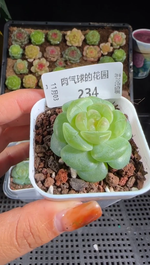 1103-234星月量拍  赏心悦目款