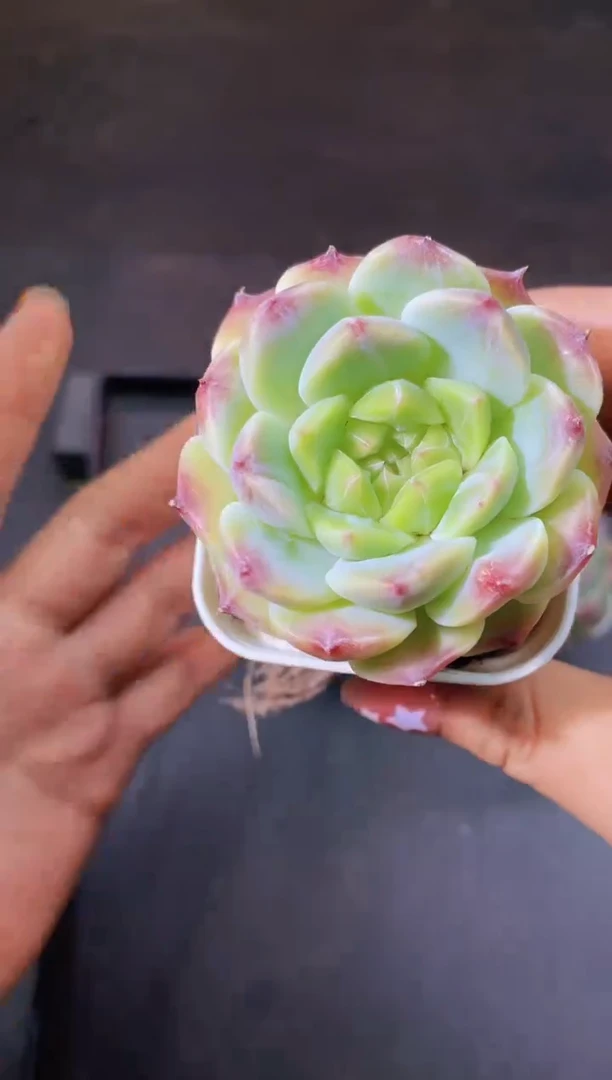 8036冰魄大白兔量拍一个