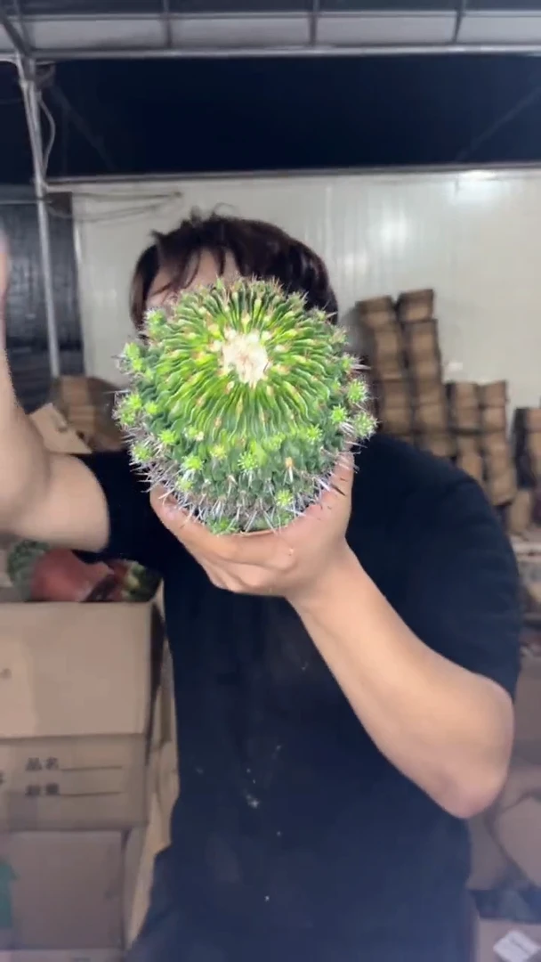 星巴克【带根】8-11cm