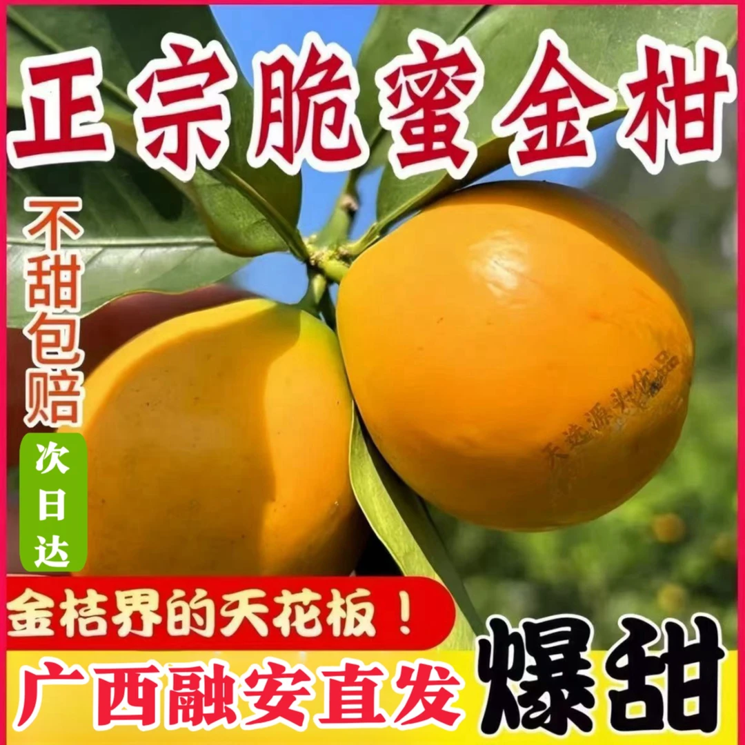 【正宗融安脆蜜金柑】纯甜无酸高山脆蜜 2斤/5斤家庭装 现摘新鲜水果礼盒顺丰包邮金桔广西壮族自治区