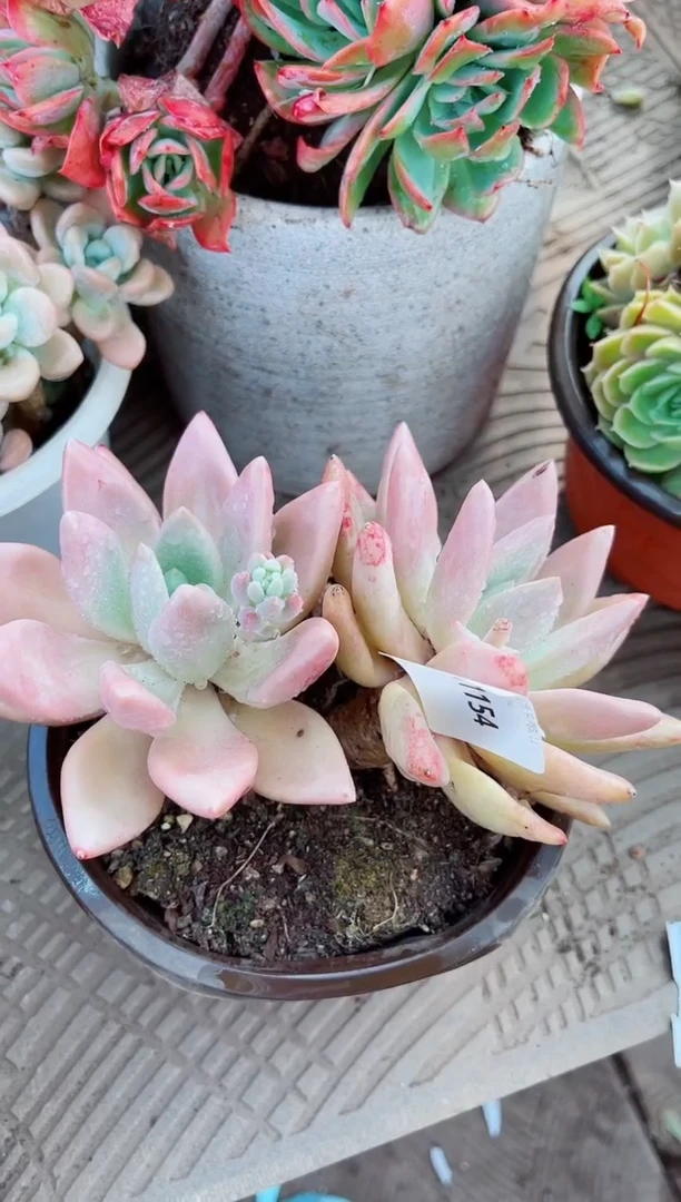 11154多肉植物一物一拍