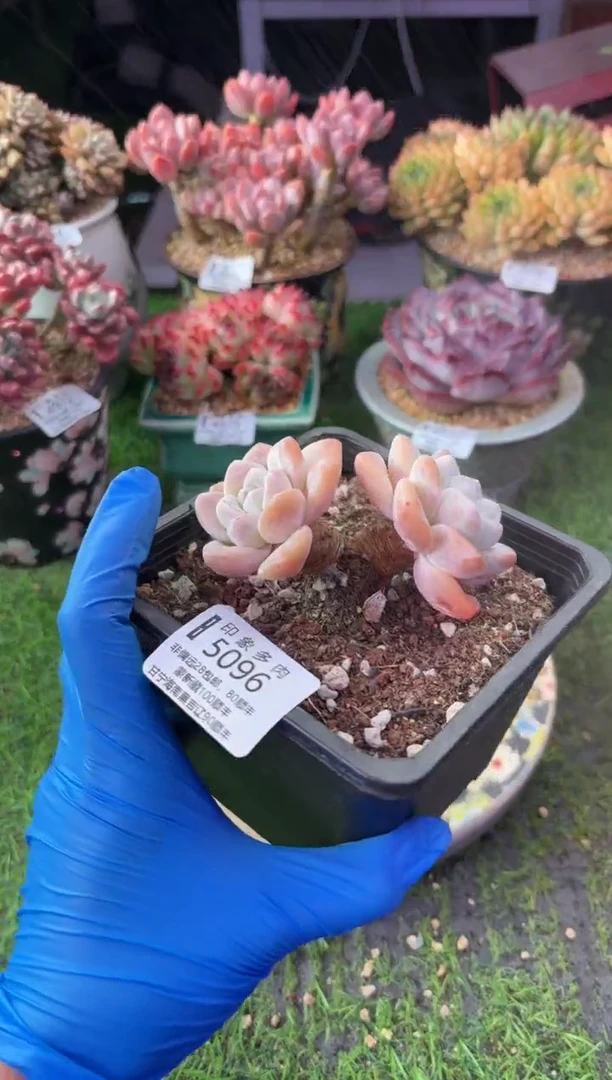 昆明印象多肉5096