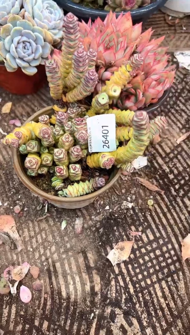 吃***饱多肉植物一物一拍26401