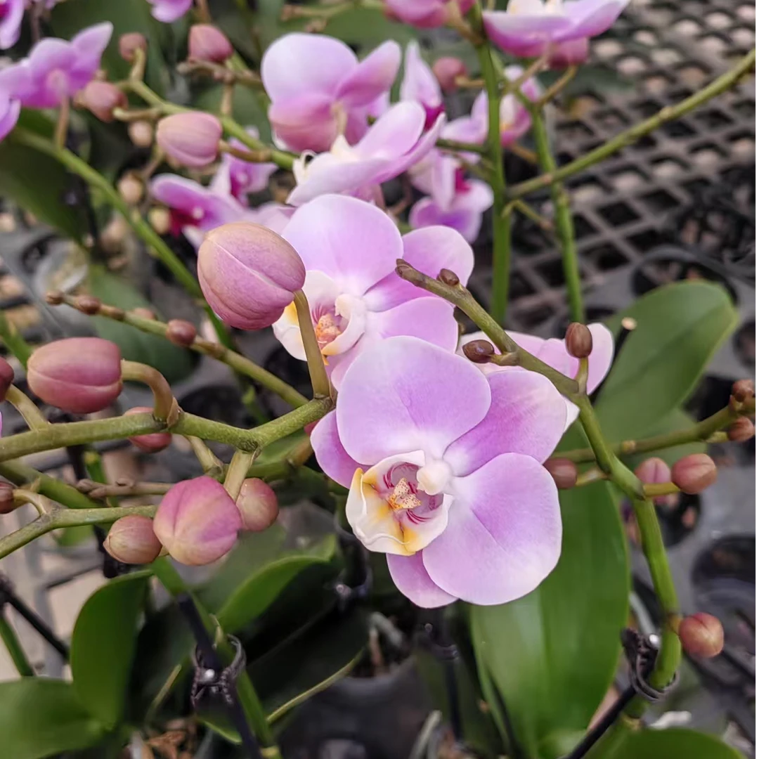 3.0椎名优雅 蝴蝶兰 一颗 【全场任意两颗起发货】