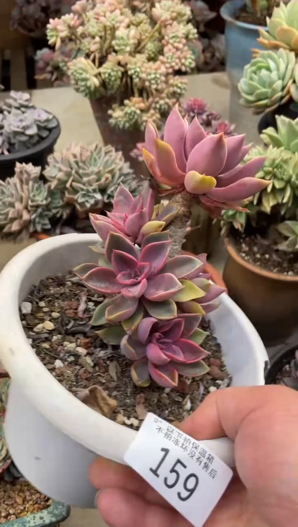 【闪购商品】159琼斯