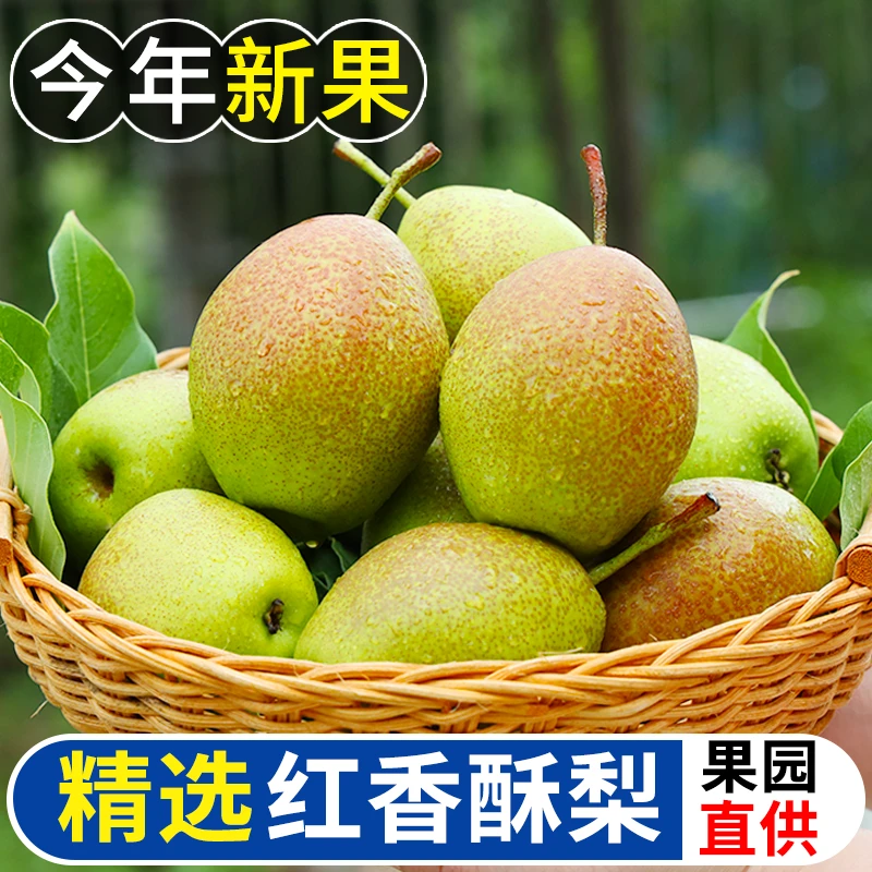 红香酥梨水果新鲜整箱果园直发当季包邮梨子现摘自家果园8月