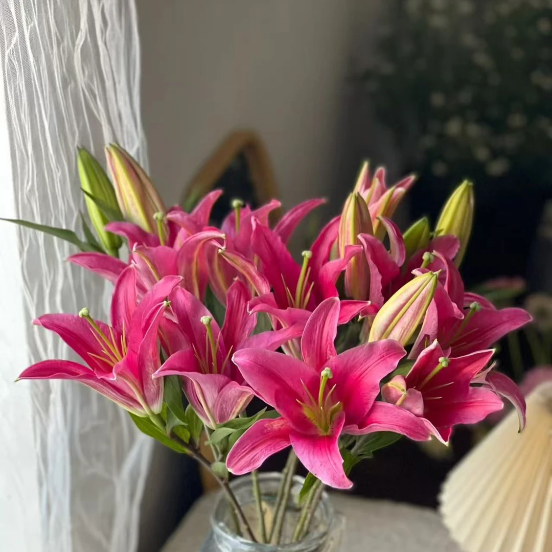 【西诺红百合】3支装家居养花同城包邮