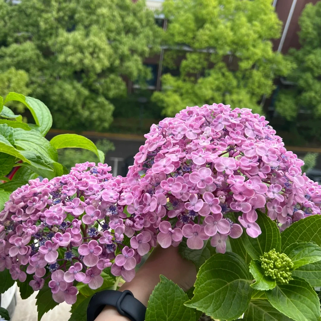 艾莎 5加仑 后期会变色 带花苞发货（广场） 花卉盆栽 大花绣球