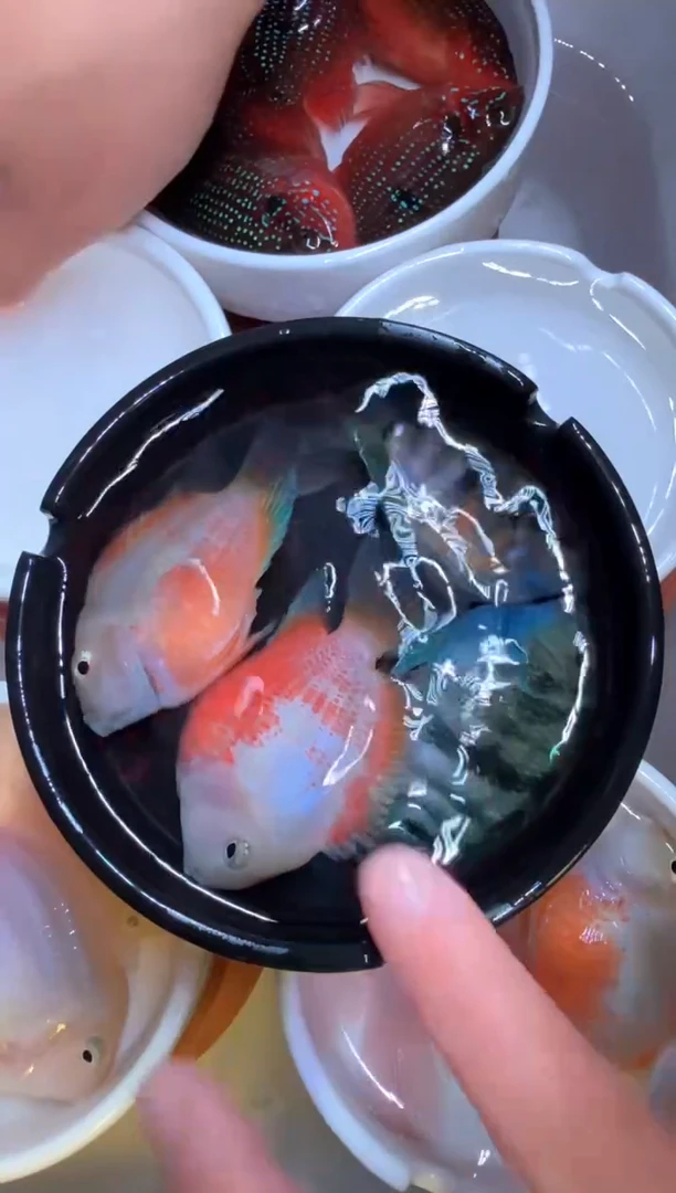 鹦鹉鱼胭脂粉2母 宝蓝1对