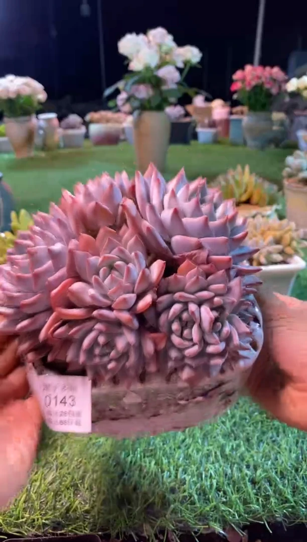 0143aa（满28包邮发货）