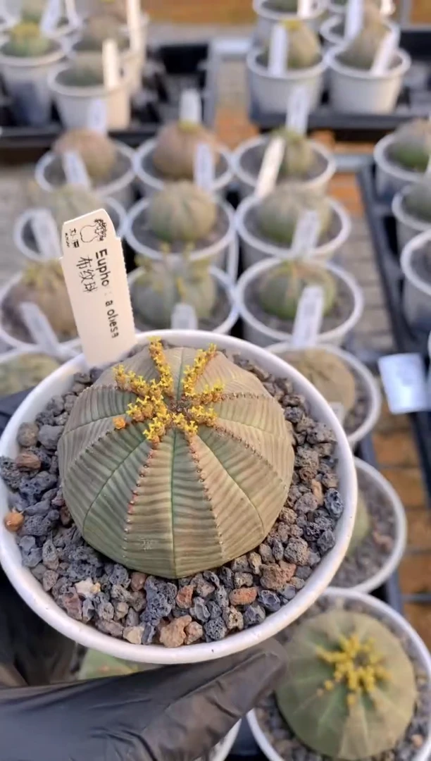 【闪购商品】布纹球FA-9908