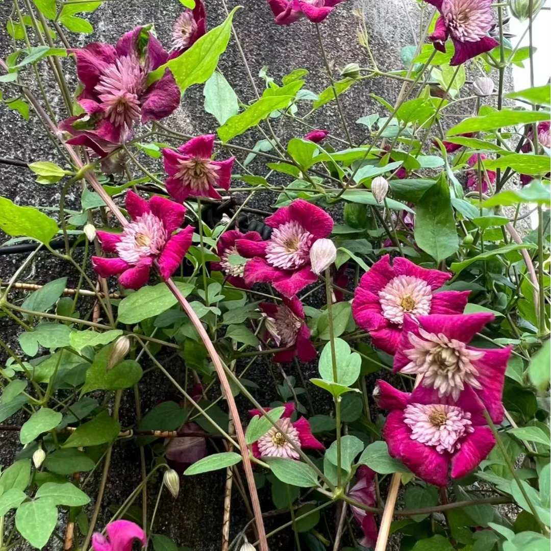 铁线莲三类 【前卫】丰花红色 爬藤 阳台庭院盆栽花卉植物