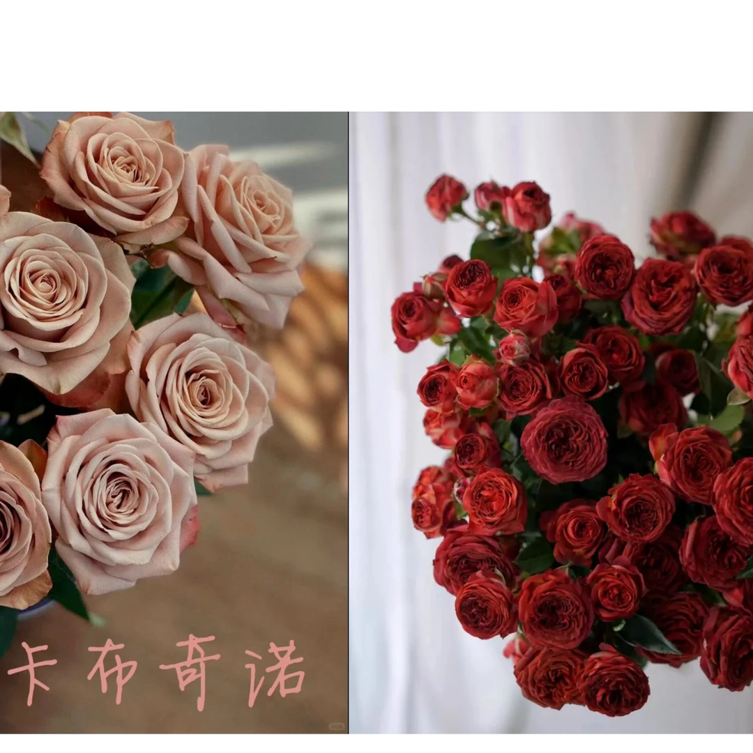 花福十花边新闻-卡布奇诺10枝+巧克力泡泡5枝组合-鲜花批发直播