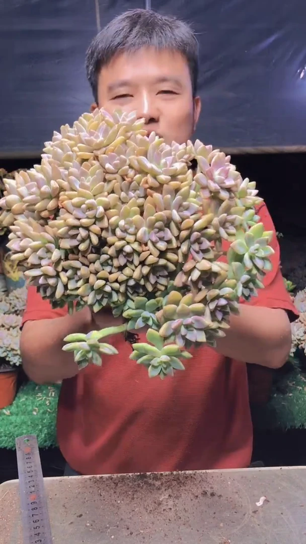 205淡雪缀化一物一拍（瑕疵）