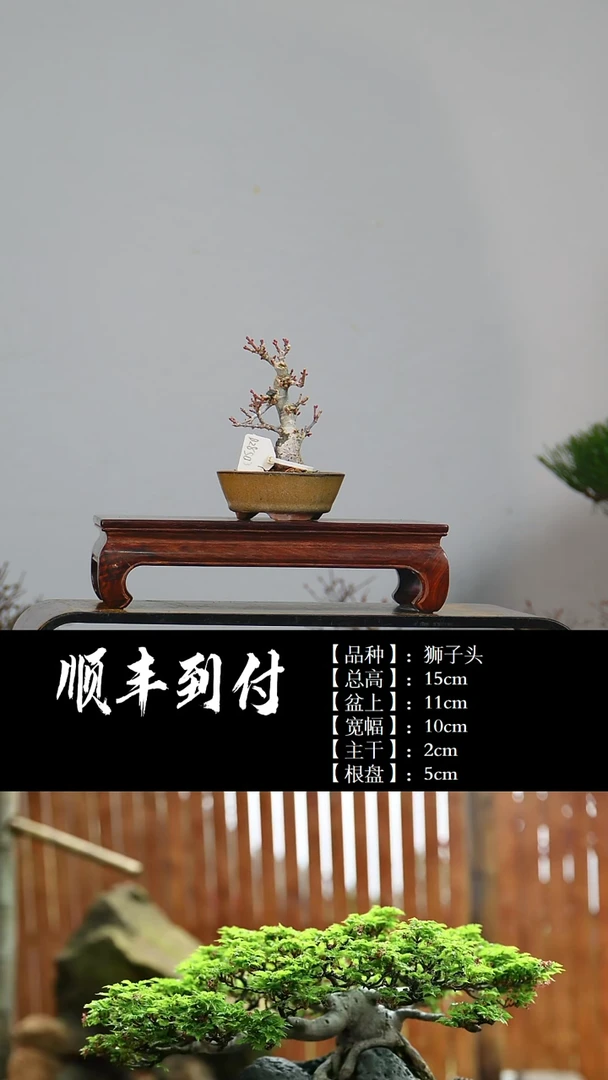 【闪购商品】1z463 狮子头  不包邮