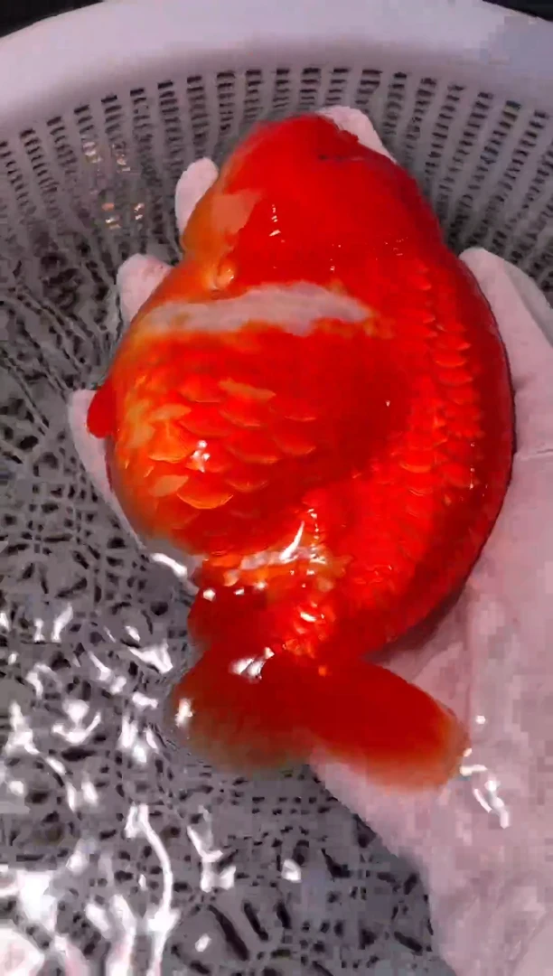 金鱼（运费到付，马印灯下展示）福州追鱼兰寿金鱼