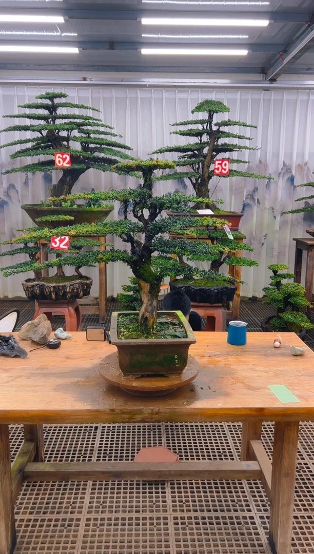 无花朵晴***?精品盆景直播间一物一拍