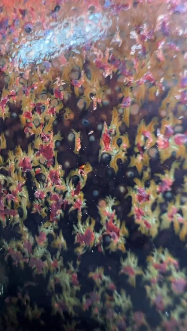 茶盏刘友良精品分享2