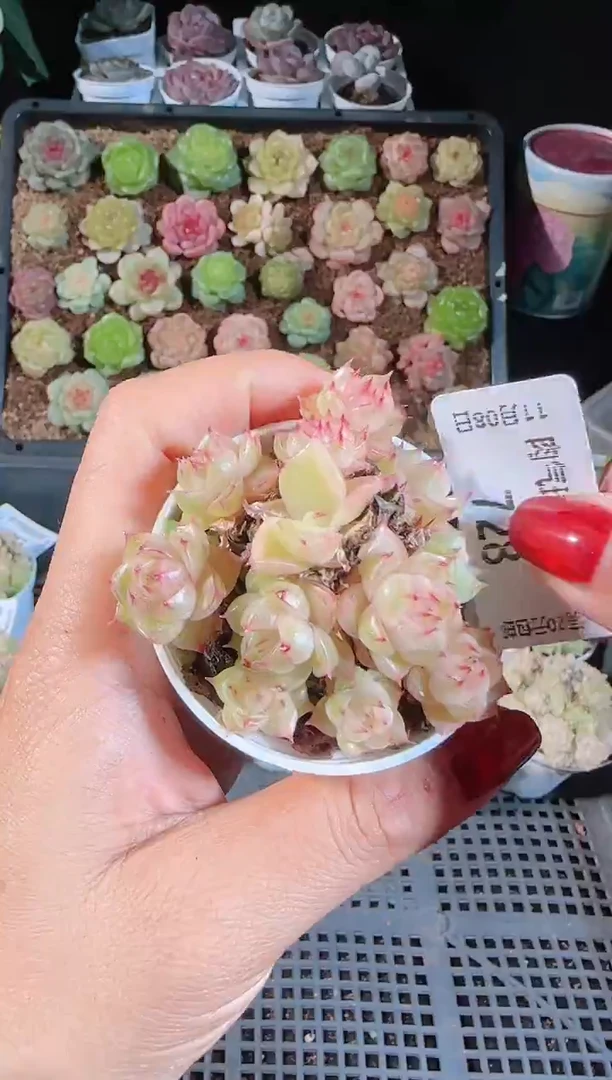 1108-728麦秆群不包整