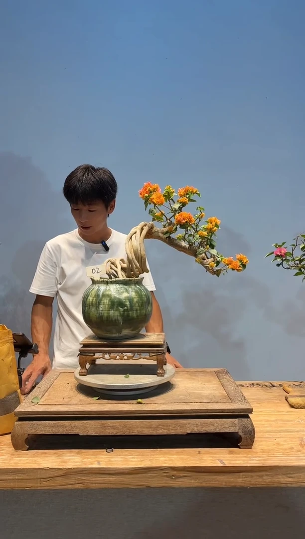 无花朵柴*卿三角梅专场一物一拍2