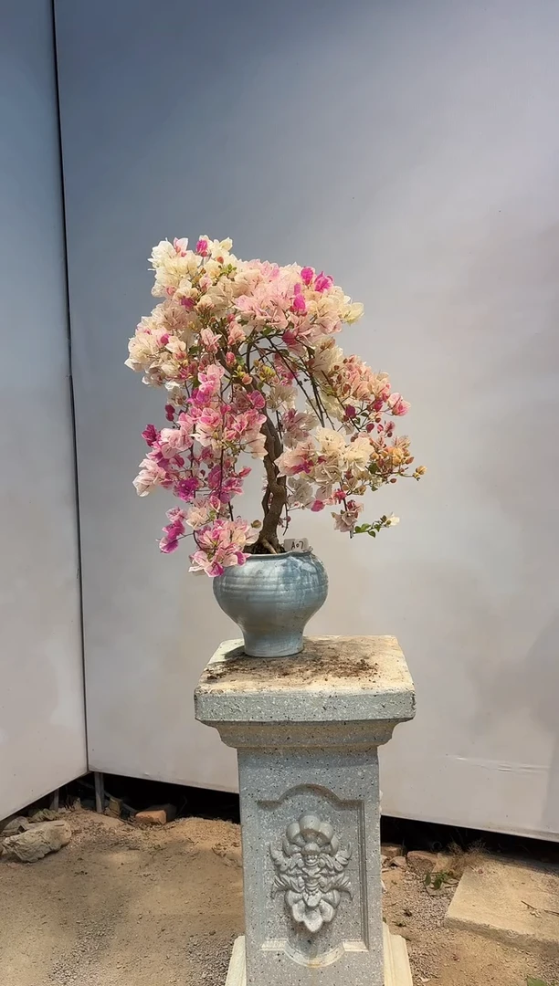 以实际为准三角梅A7