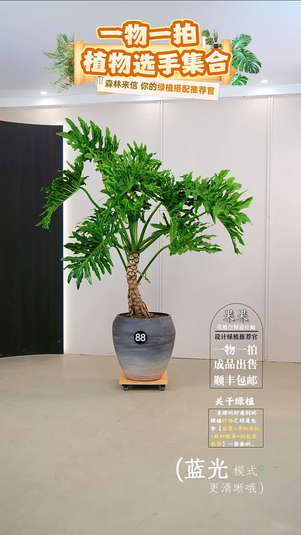 无花朵夜**?大老桩龙鳞春羽连盆种好栽好一整套送货上门