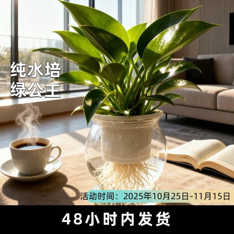 水培懒人绿公主 桌面治愈系盆栽 室内好养绿植