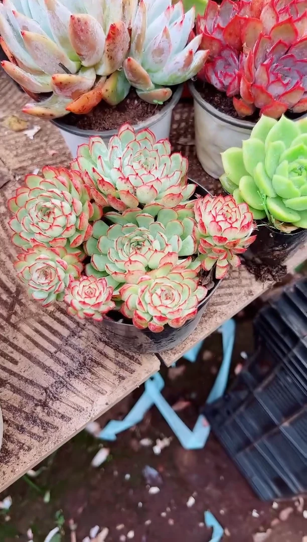 丁*多肉植物一物一拍08035