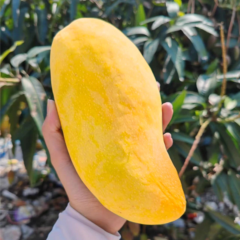 海南金煌芒带箱4.5-5斤（黄色到手吃，青色2-3天变黄吃）七成熟发货