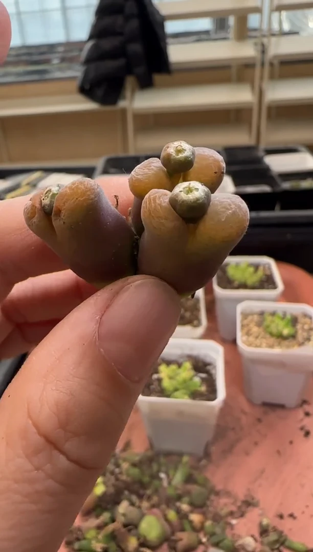 【闪购商品】13-224