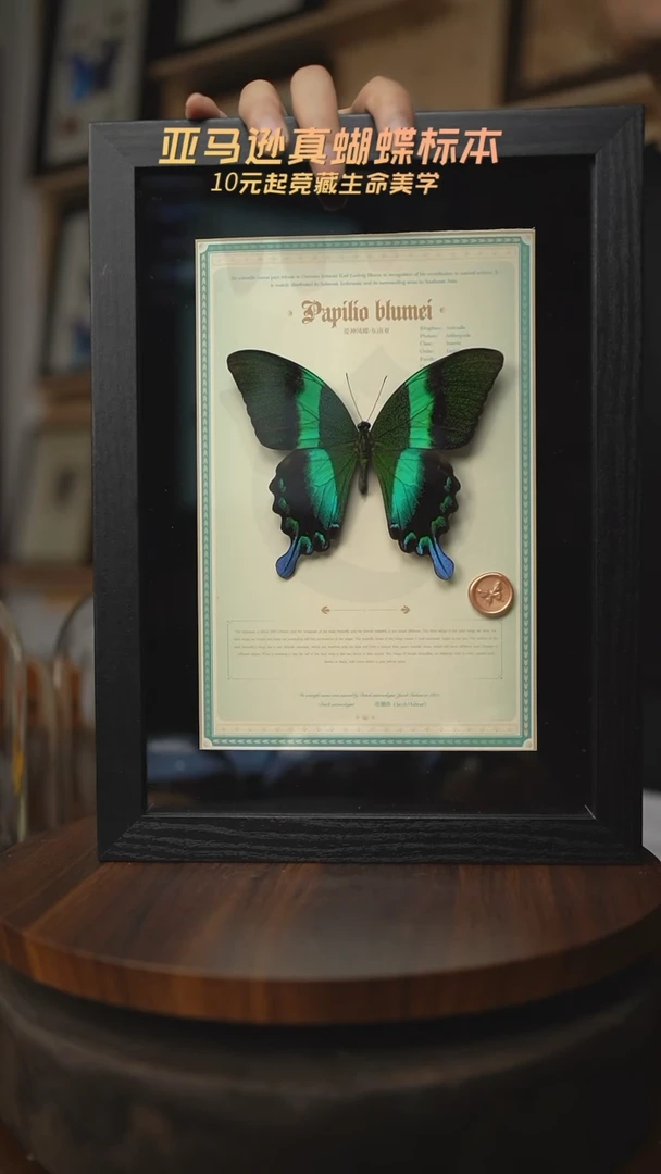 有机玻璃爱神凤蝶设计款A4黑框