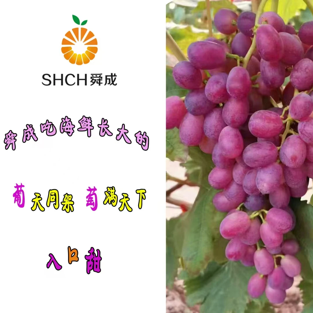 巨盛葡萄红提河北衡水 葡萄同城送河北省