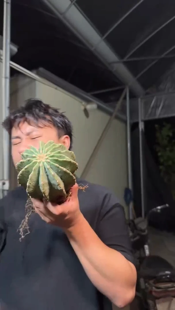 7-10cm 无刺王冠龙【带根】
