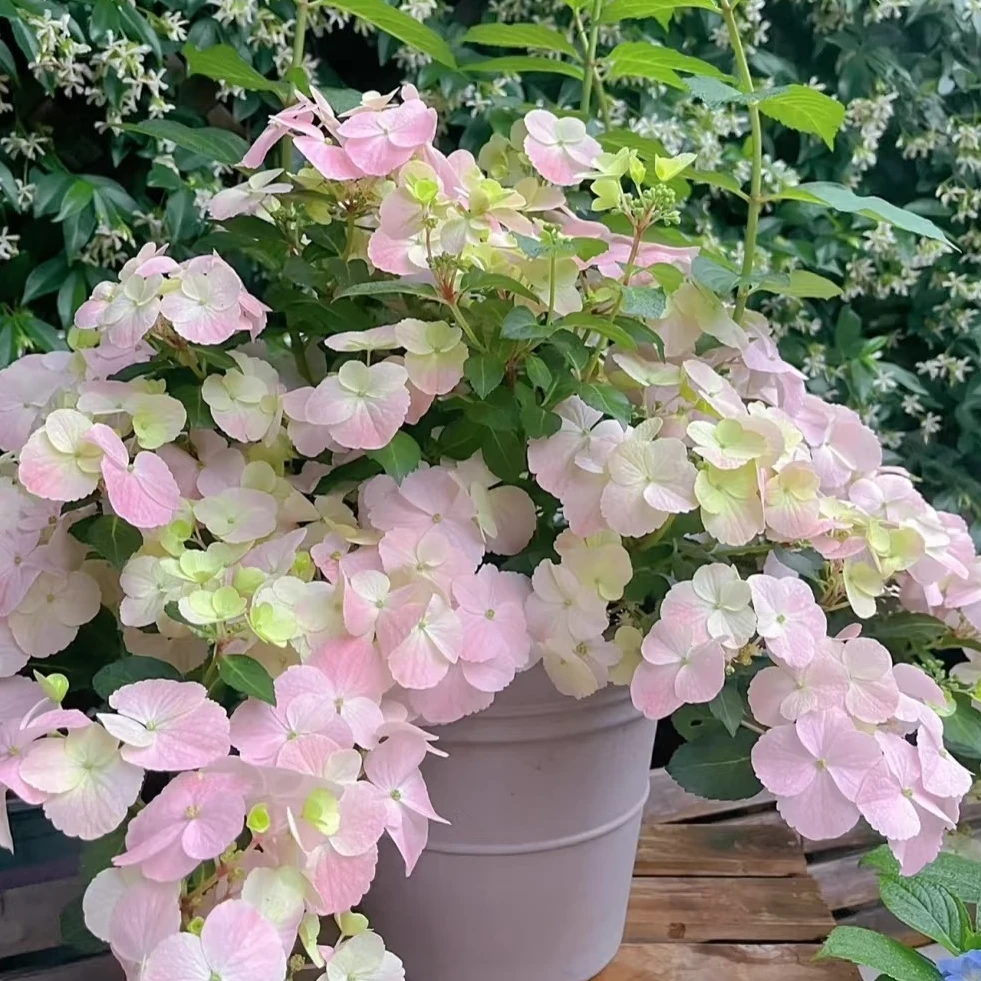 屋檐花园粉色藤本绣球盆栽花苗新老枝开花爬藤绣球耐热耐