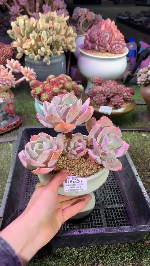 【闪购商品】06257