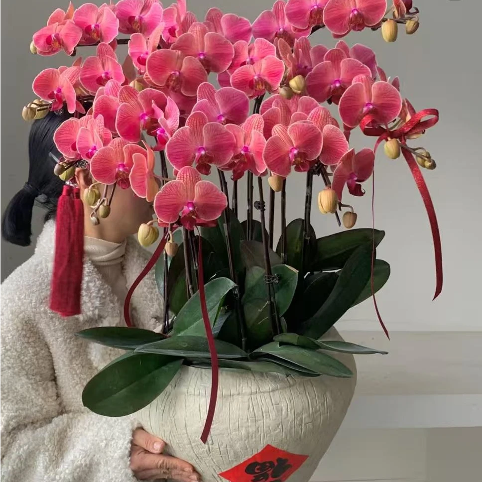 花都优选 聚宝柑橘花剑苗