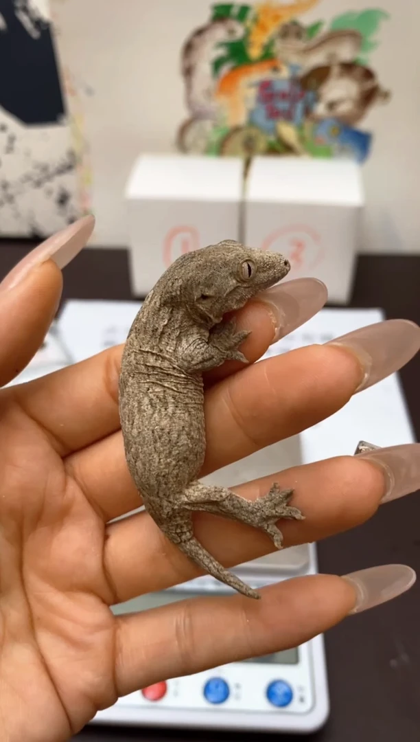 巨人守宫Scale Tail 爬宠