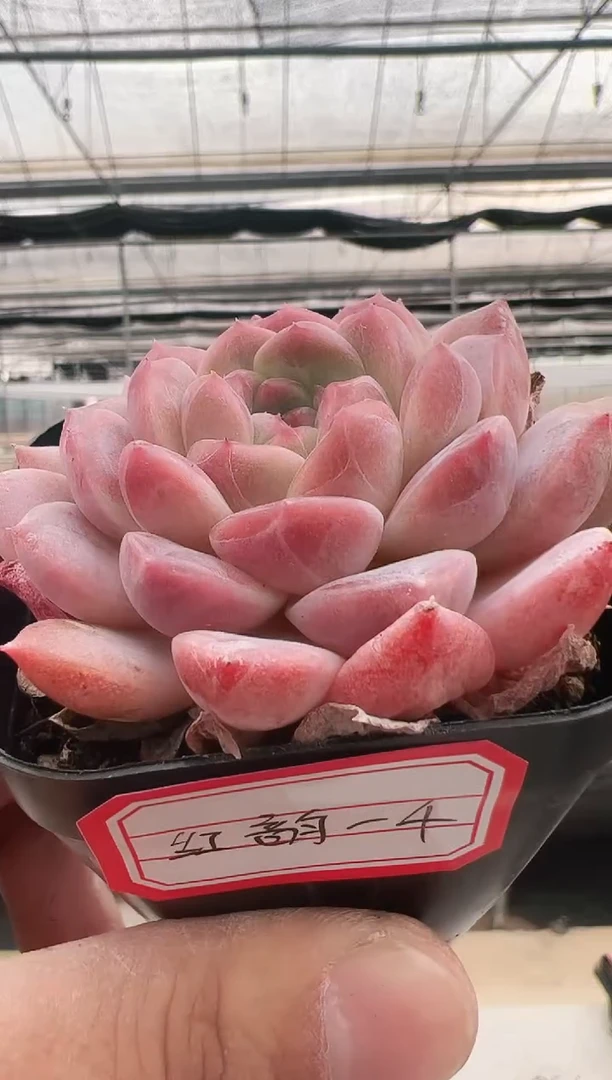 【闪购商品】红韵-4