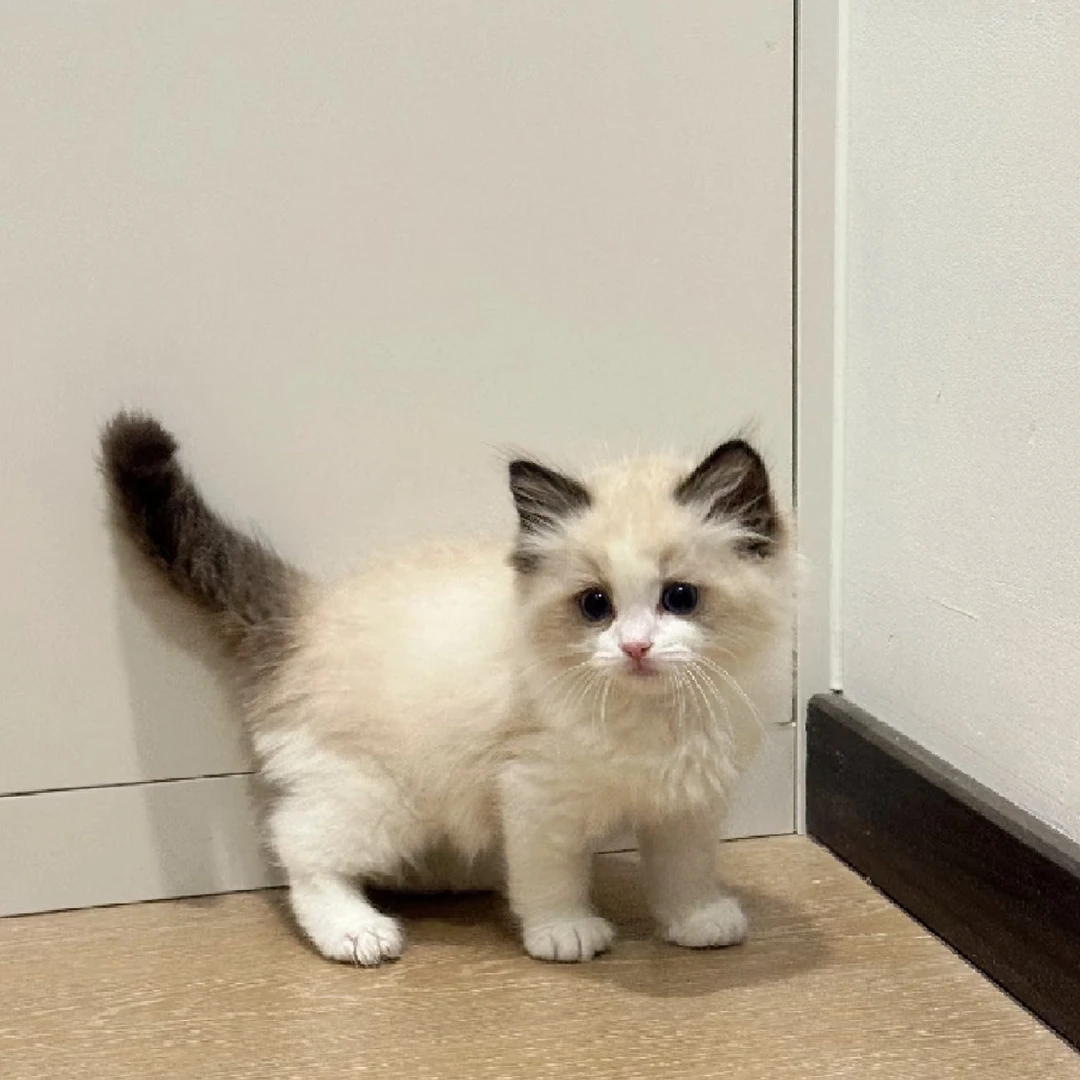 洁【全品类猫咪】美短暹罗布偶金渐层蓝金缅因等宠物猫活体