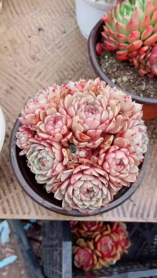 【闪购商品】04342